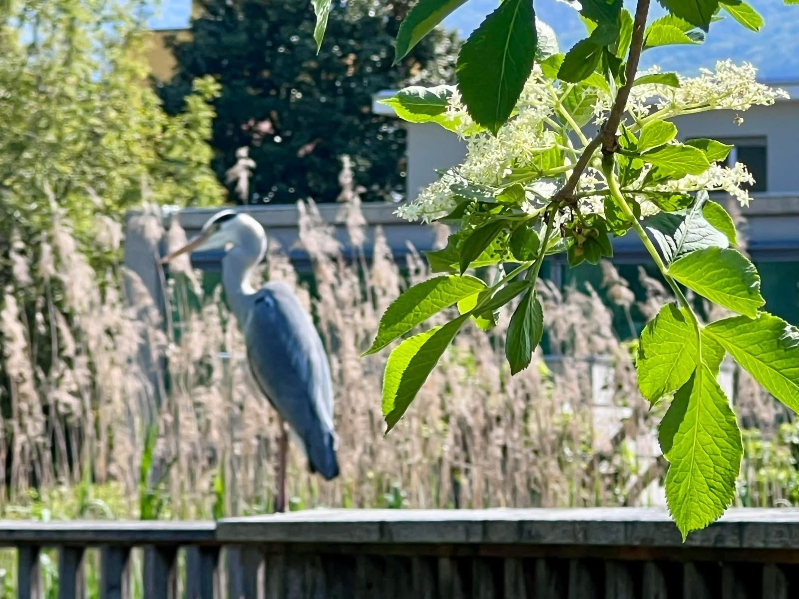 Un airone in riva al laghetto di Coldrerio, a pochi minuti dal B&B