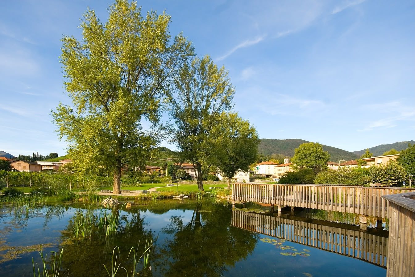 Il laghetto di Coldrerio di giorno, con il salice e le colline del Mendrisiotto sullo sfondo